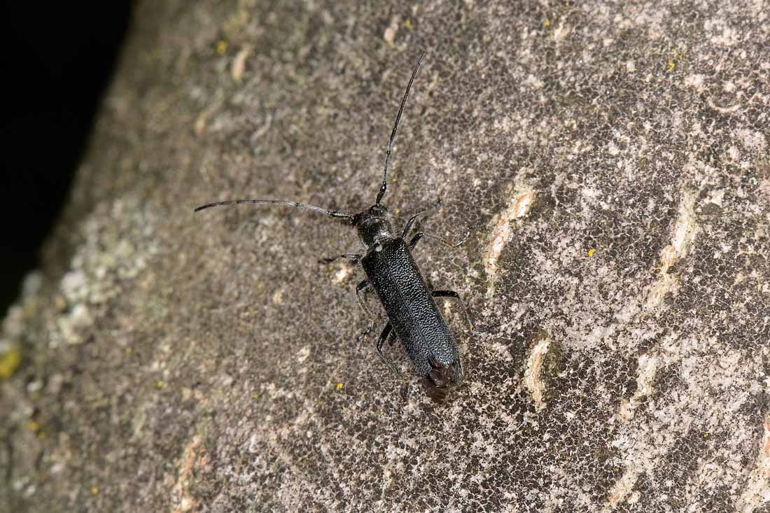 Cerambycidae: Agapanthia sp?  No, Stenostola ferrea